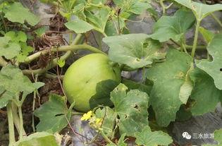 青农吃瓜,揭秘农村生活新风尚